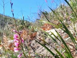 Watsonia borbonica subsp. borbonica angled on a slope